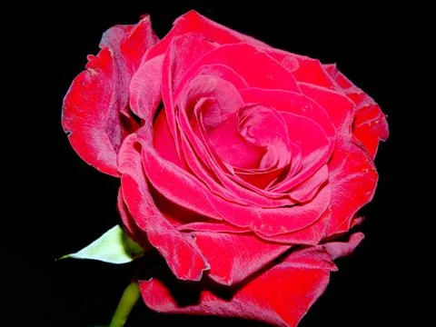 Red rose on a black background Stock Photos