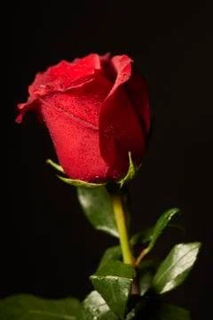 Red rose on a black background. Foto stock