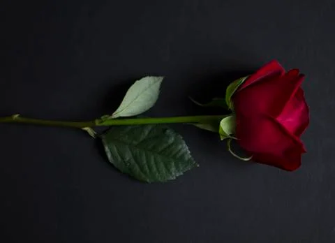 Red rose on black background Stock Photos