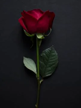 Red rose on black background Stock Photos