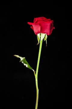 Red rose on a black background Stock Photos