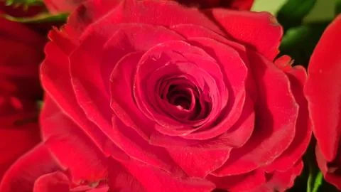 Red rose on black background Stock Photos