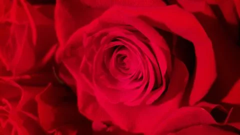 Red rose on black background Stock Photos