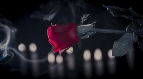 Red rose in black background Stock Photos