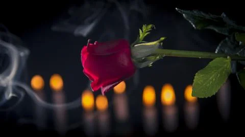 Red rose in black background Stock Photos