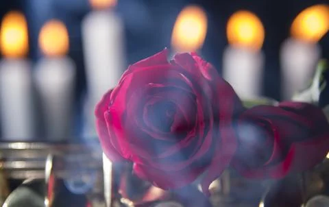 Red rose in black background Stock Photos