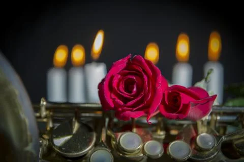 Red rose in black background Stock Photos
