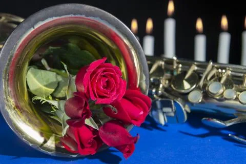 Red rose in black background Stock Photos