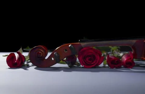 Red rose in black background Stock Photos