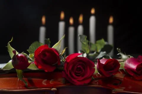 Red rose in black background Stock Photos