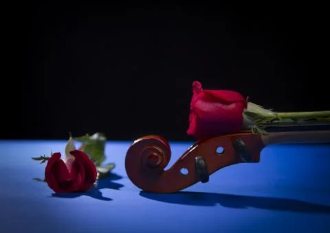 Red rose in black background Stock Photos