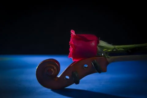 Red rose in black background Stock Photos