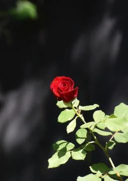 Red Rose on Black Background 库存照片