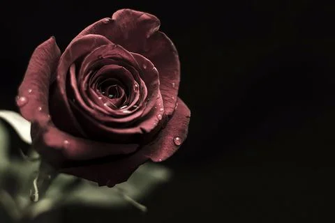 Red rose on black background Stock Photos
