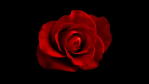 Red rose on black background. Red rose bud. Isolated on black. Stock Photos