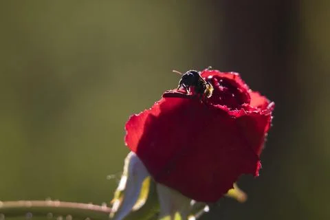 A red rose with a black bug on it Stock Photos