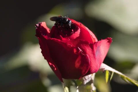 A red rose with a black bug on it Stock Photos