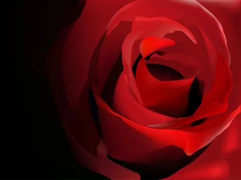 Red rose on black Stock Illustration