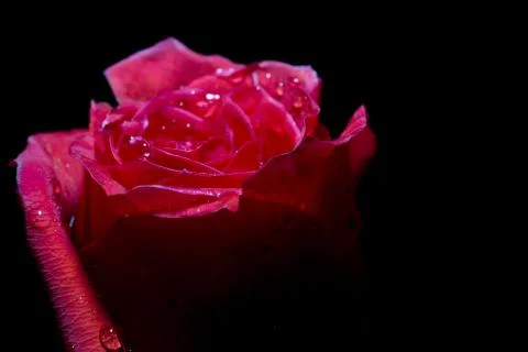 Red rose on the black Stock Photos