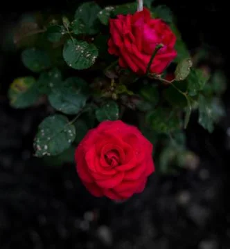 Red rose on black Stock Photos