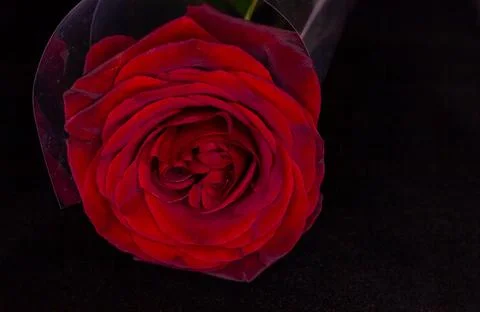 Red rose on black, red rose on black background Photos