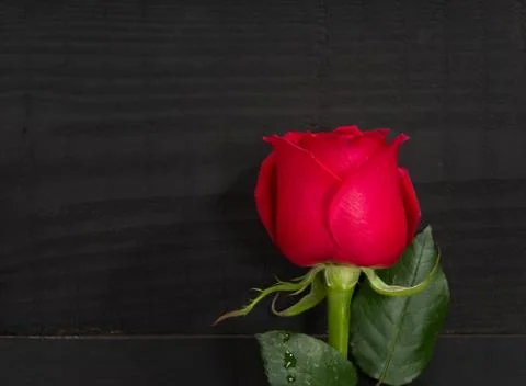 Red rose on black table Stock Photos