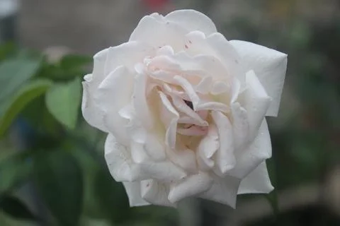 A Red rose in bloom with a blurred background Stock Photos