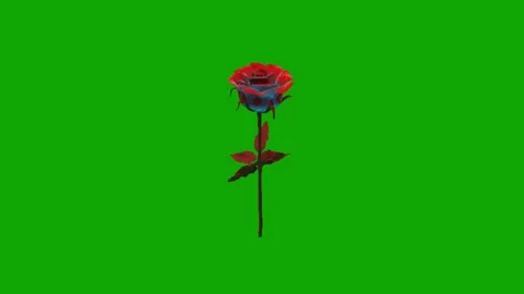 Red Rose Bloom Chroma Key Animation Stock Footage 340177093
