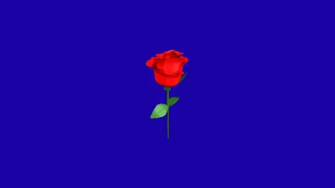 Red Rose Bloom Chroma Key Animation Stock Footage 340177134