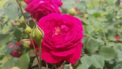Red Rose Bloom Close-Up in Garden | Fresh Flower Nature Background Stock Footage 331244459