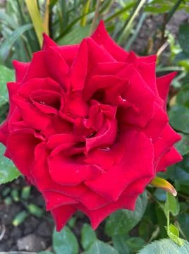 Red rose in bloom closeup view of it Foto stock