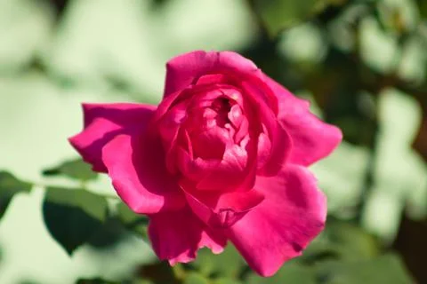 Red rose in bloom closeup view with blurred background Foto stock