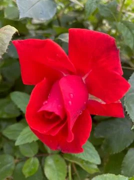 Red rose in bloom closeup view with selective focus on foreground Stock Photos
