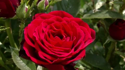 Red rose bloom in the garden Video stock 51989403