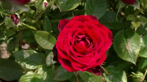 Red rose bloom in the garden Stock Footage 51989830