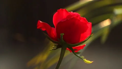 Red Rose Bloom Glowing in Warm Sunlight Stock Footage 325715881