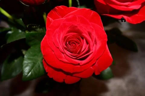 Red rose bloom macro Stock Photos