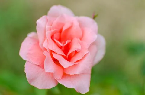 Red rose in bloom Stock Photos