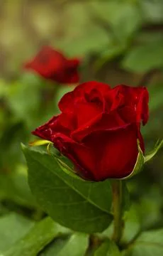 Red rose bloom Stock Photos
