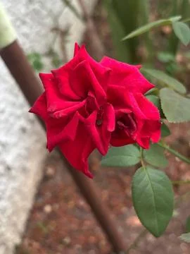 Red Rose in Bloom Stock Photos