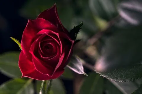 Red rose in bloom seen up close Stock Photos