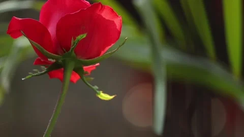 Red Rose Bloom from Side Angle with Green Leaves and Soft Bokeh Background Stock Footage 325476756
