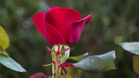 Red rose bloom time lapse Stock Footage 89701496