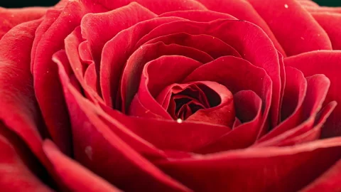 Red rose bloom in time lapse. Delicate rose bloom on a black background. Gentle Stock Footage 147702488