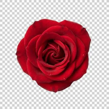 Red rose bloom top view detailed petals soft texture romantic natural beauty. Stock Photos