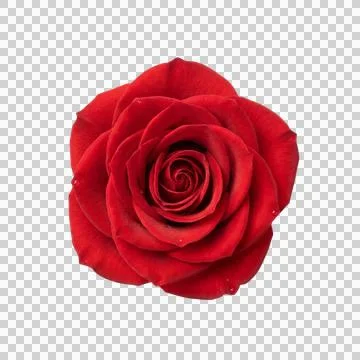 Red rose bloom top view detailed petals soft texture romantic natural beauty. Photos