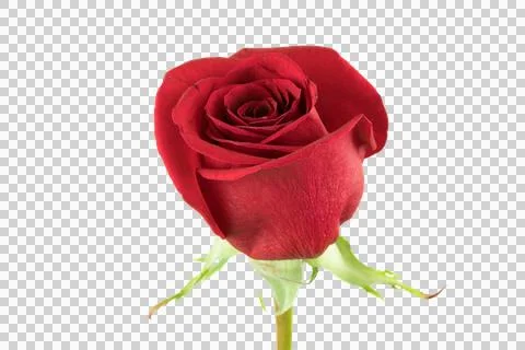 Red rose bloom on transparent background for love Stock Photos