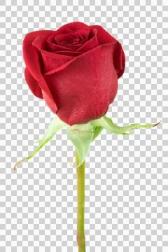 Red rose bloom on transparent background for love Stock Photos