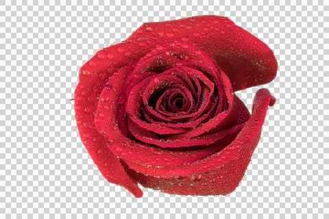 Red rose bloom on transparent background for love Stock Photos