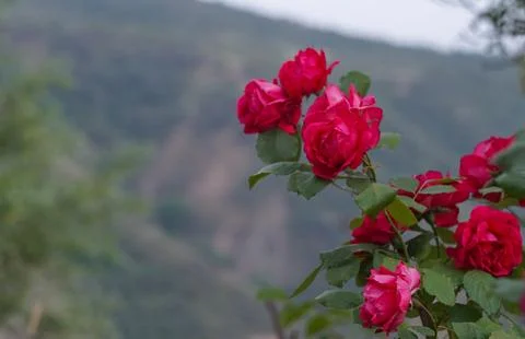 A red rose bloomed on the mountain Stock Photos